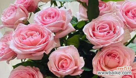 用花言巧语传递个性与情感 以玫瑰寓意不同人物特质的花朵