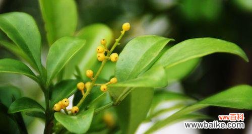 米兰花的花语代表什么？如何正确解读米兰花的含义？