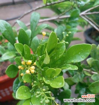米兰花象征着什么？米兰花的花语和含义是什么？