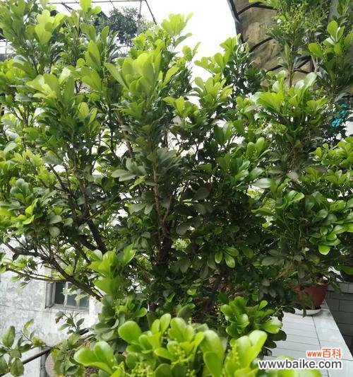 米兰花语是什么意思？米兰花象征着什么？