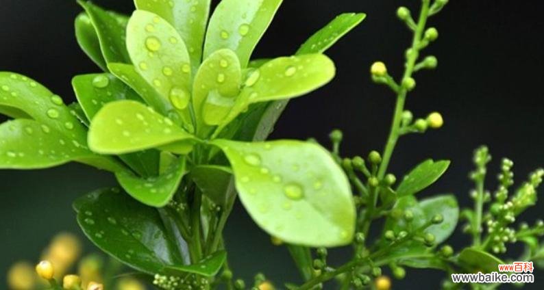 米兰花语是什么意思？米兰花象征着什么？