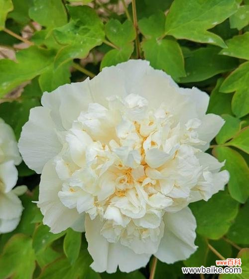 牡丹开花代表什么颜色？不同颜色牡丹的象征意义是什么？