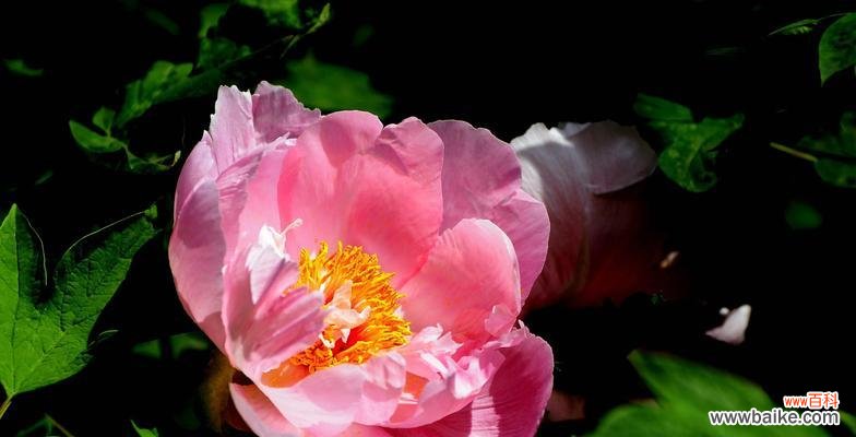 牡丹开花代表什么颜色？不同颜色牡丹的象征意义是什么？