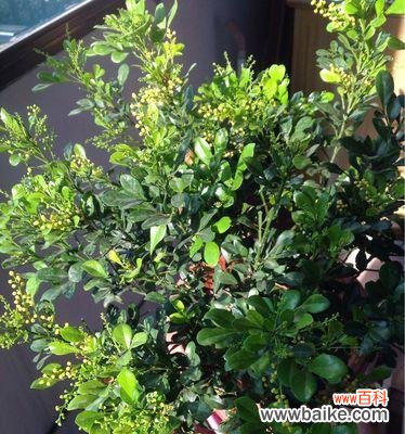 米兰花语象征与寓意是什么?米兰花的寓意有哪些常见问题?