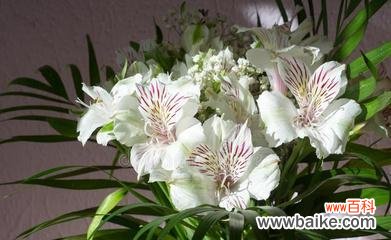 秘鲁百合花语是什么？如何用它表达爱意？