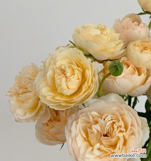 蜜桃玫瑰的寓意是什么？如何正确表达爱意？