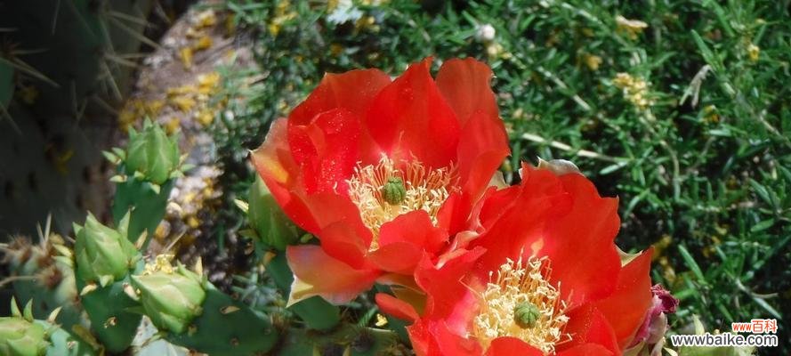 魔云仙人掌的寓意是什么？如何正确养护以保持其美好象征？