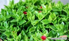 牡丹吊兰花语有哪些含义？