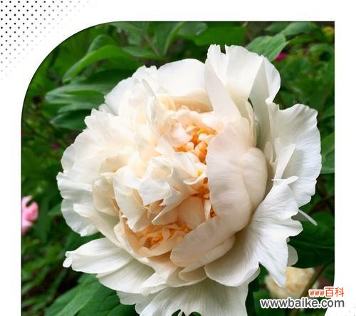 牡丹花代表什么花语？如何理解牡丹的象征意义？