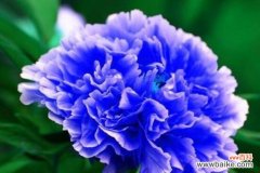 牡丹花代表什么花语？如何理解牡丹的象征意义？