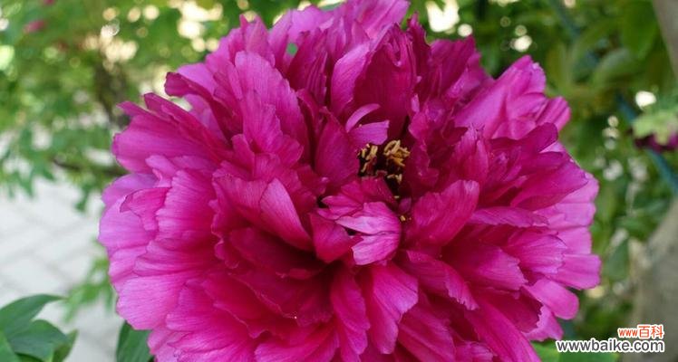 牡丹花象征着什么?牡丹花的寓意有哪些常见问题?