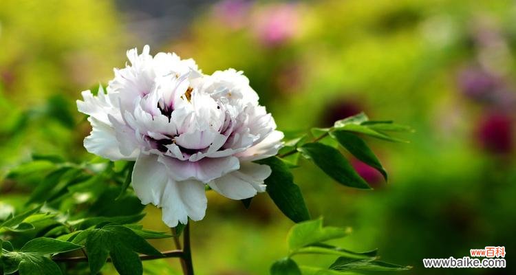 牡丹花象征着什么?牡丹花的寓意有哪些常见问题?