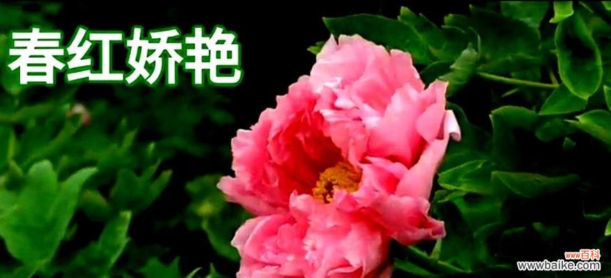 牡丹花象征着什么?牡丹花的寓意有哪些常见问题?
