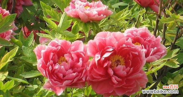 牡丹花的花语是什么？它有哪些特别的寓意？