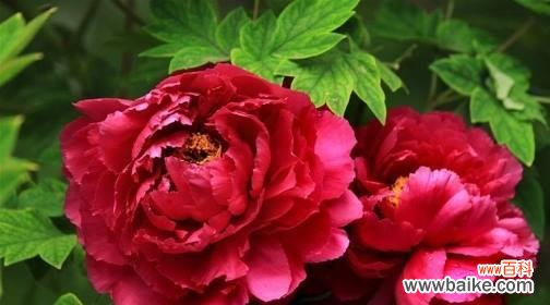 牡丹花的花语是什么？它有哪些特别的寓意？