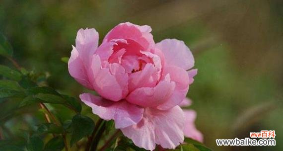 牡丹花的花语是什么？它有哪些特别的寓意？