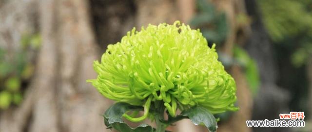 传递新生与希望的花语 绿色康乃馨花语解析