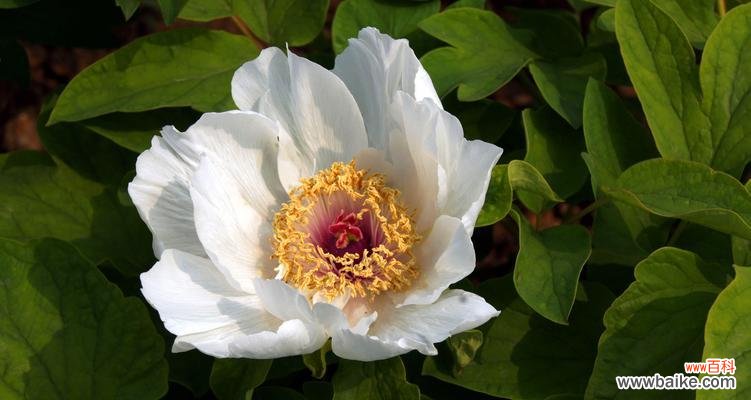 深度解读牡丹花语,探寻它的文化内涵 牡丹花