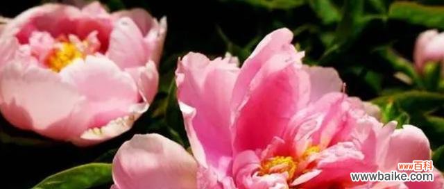 深度解读牡丹花语,探寻它的文化内涵 牡丹花