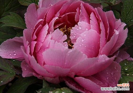 深度解读牡丹花语,探寻它的文化内涵 牡丹花