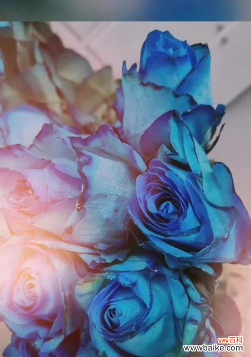 向爱情致敬——蓝玫瑰的浪漫之谜 解密蓝玫瑰的花语与传说