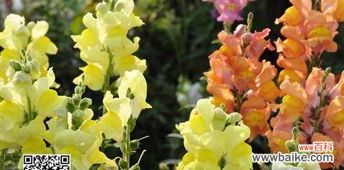 美丽、喜庆、幸福 姬金鱼草——花语寓意