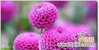 美丽、喜庆、幸福 姬金鱼草——花语寓意