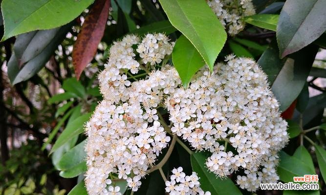 探寻石楠花的花语及文化内涵 石楠花花语大揭秘