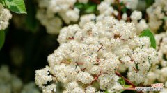 探寻石楠花的花语及文化内涵 石楠花花语大揭秘