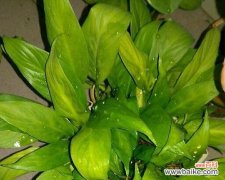 探究绿萝的意义，了解它的神秘力量 绿萝花语的寓意与象征