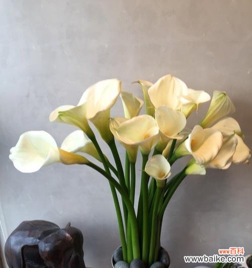 探秘海芋的神秘世界 海芋花花语的含义