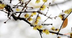 传递着坚强与希望的花语 梅花的花语与代表意义——坚韧不拔的生命力