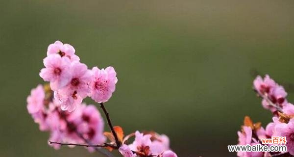 传达坚韧与希望的梅花 梅花花语与其代表的意义