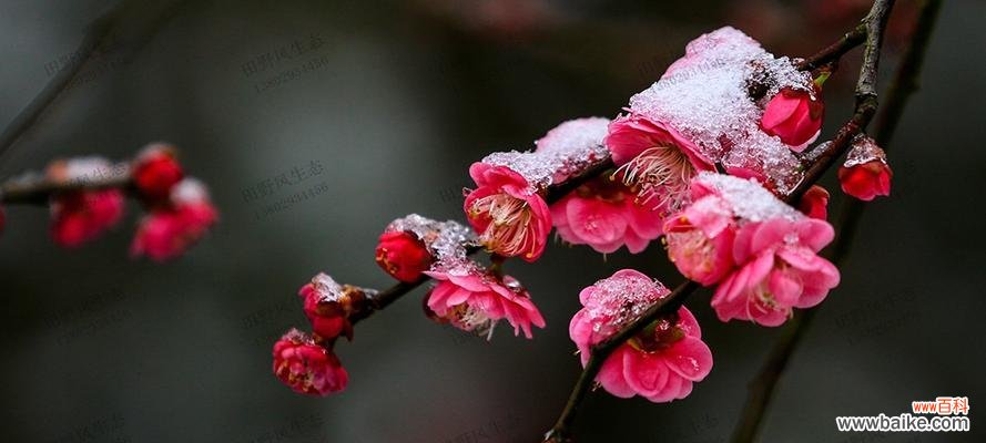 探寻梅花的深意与内涵 梅花之美