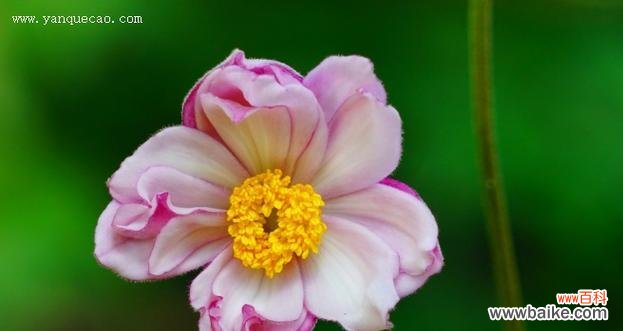 探究木棉花的花语与文化内涵 木棉花的花语及其象征意义