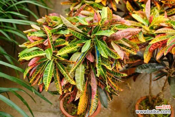 变叶木的花语和寓意，送人有什么禁忌