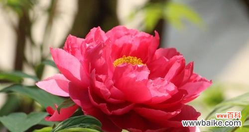 牡丹象征的什么作用？如何理解牡丹在中国文化中的意义？