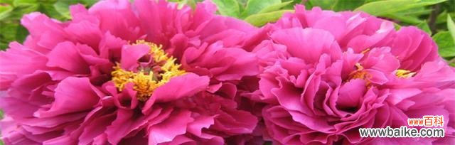 牡丹象征的什么作用？如何理解牡丹在中国文化中的意义？