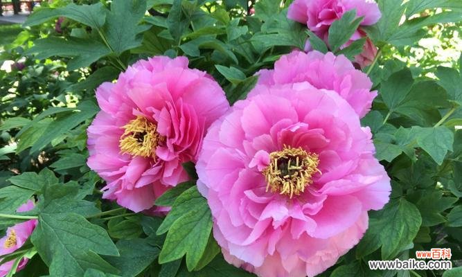 牡丹象征的什么作用？如何理解牡丹在中国文化中的意义？