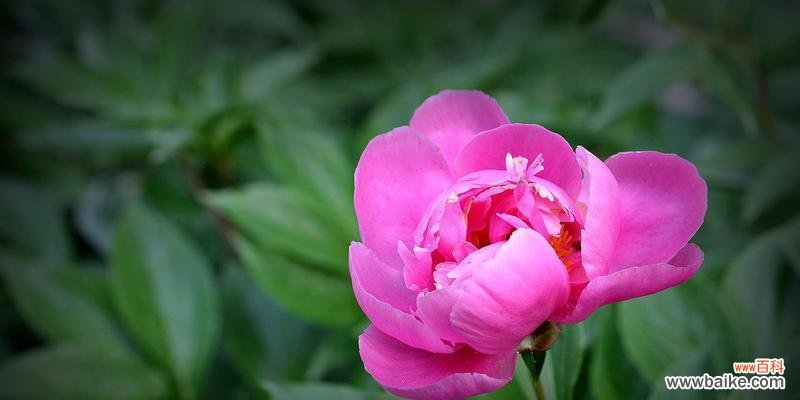 牡丹花语传说是什么？如何理解牡丹的花语含义？