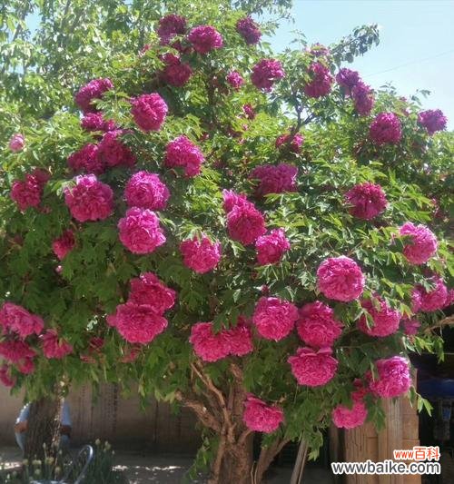 牡丹开花的寓意是什么？如何正确解读牡丹的花语？