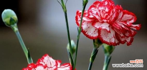 母亲节送康乃馨盆景有什么特别含义？花语解读及选购指南？