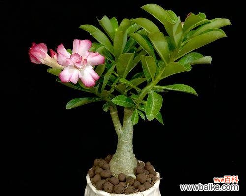 盆栽的玫瑰浇水有什么讲究？如何正确给盆栽玫瑰浇水？