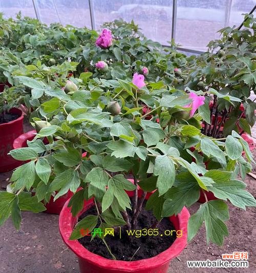 盆栽牡丹养护应注意什么？常见问题有哪些？