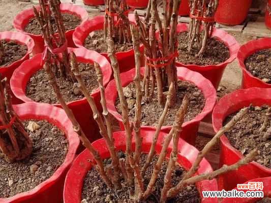 盆栽牡丹养护应注意什么？常见问题有哪些？