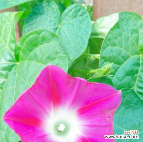 牵牛花象征着什么？它的花语和文化意义是什么？