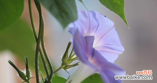 牵牛花象征着什么？它的花语和文化意义是什么？