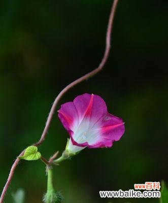 牵牛花象征着什么？它的花语和文化意义是什么？