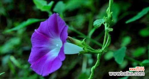 牵牛花的花语有哪些含义？