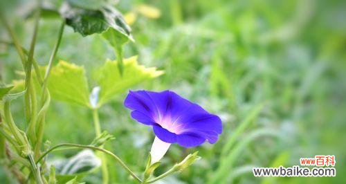 牵牛花的花语有哪些含义？